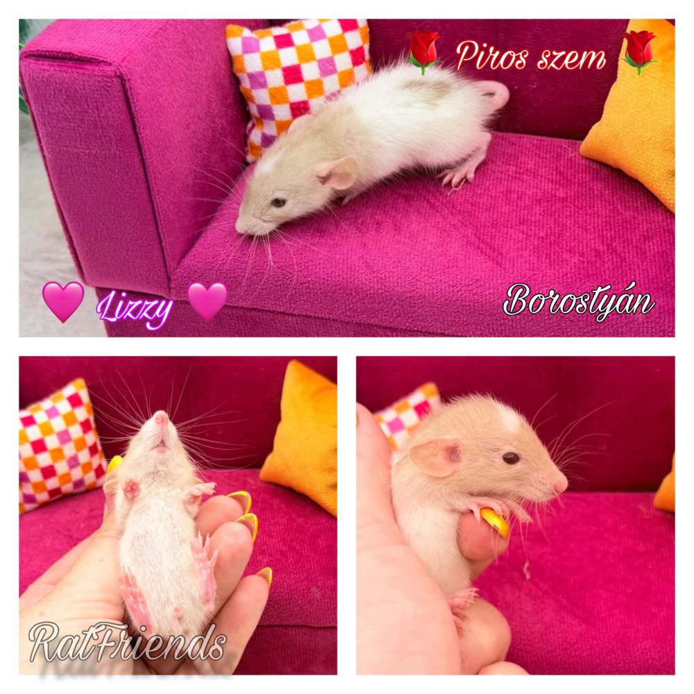 Fancy rat Breeder Rattus norvegicus 