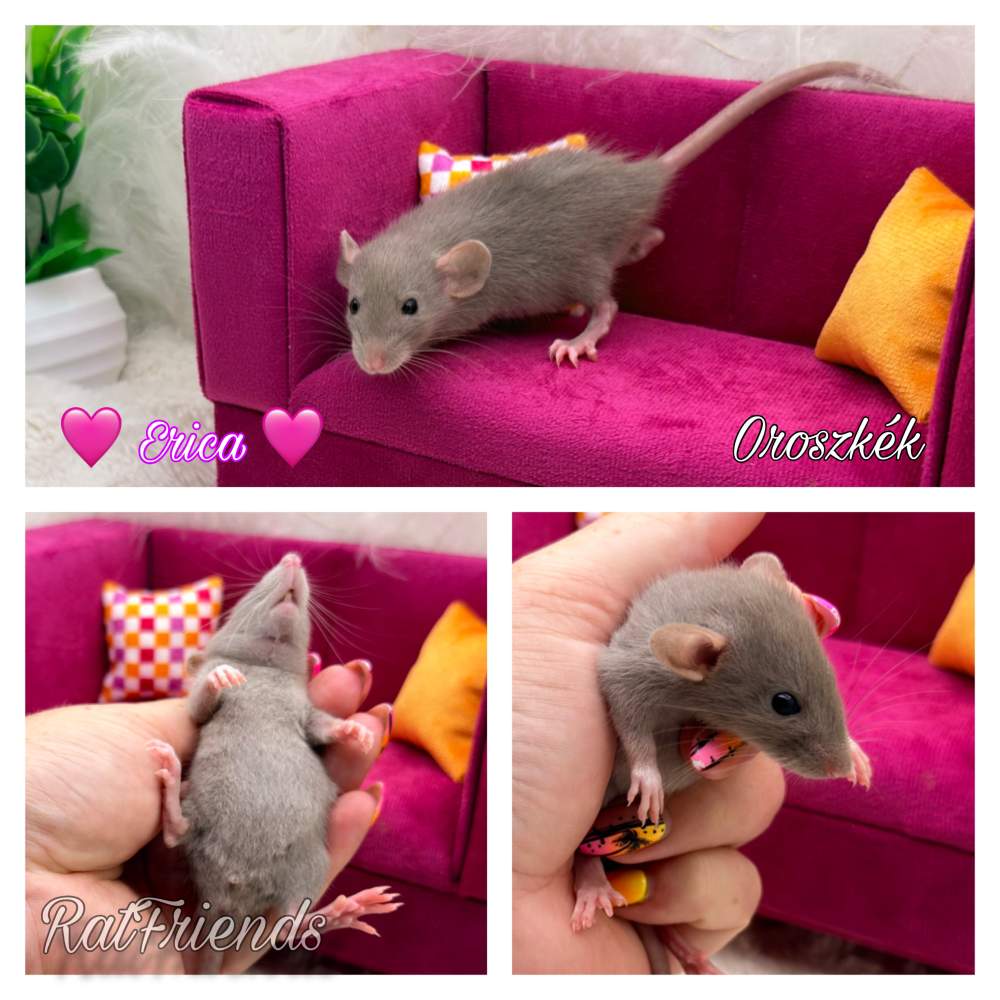 Fancy rat Available for rehoming Rattus norvegicus 