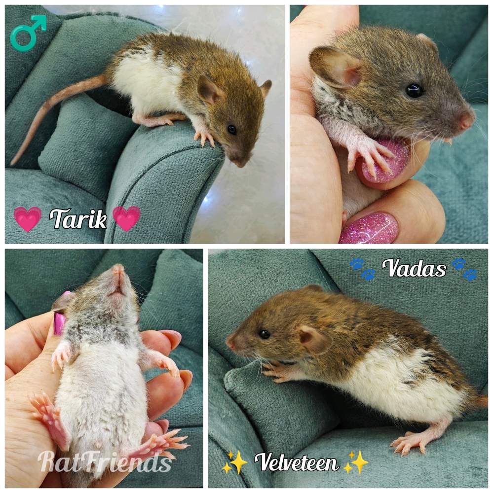 Fancy rat Owned by other Rattus norvegicus 