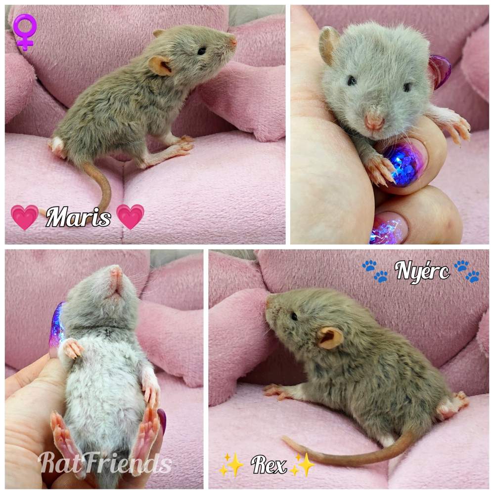 Fancy rat Rehomed Rattus norvegicus 
