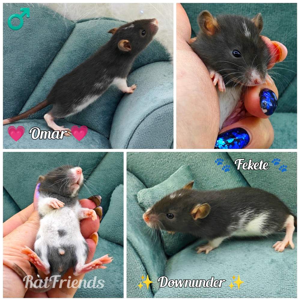 Fancy rat Available for rehoming Rattus norvegicus 