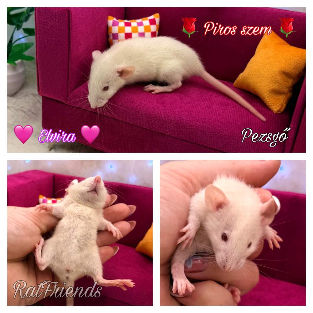 Fancy rat Available for rehoming Rattus norvegicus 