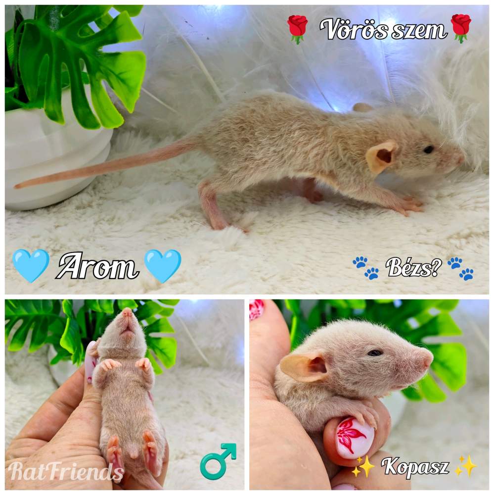 Fancy rat Available for rehoming Rattus norvegicus 