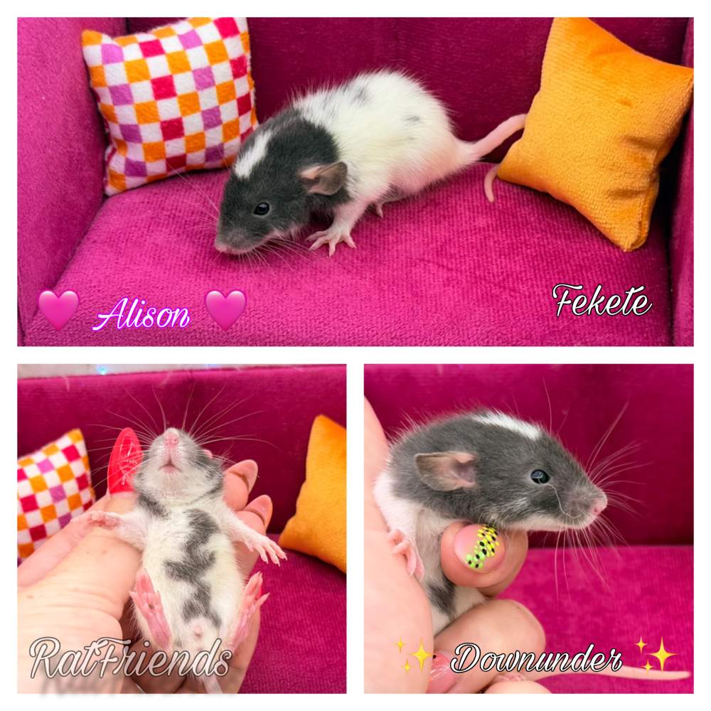 Fancy rat Available for rehoming Rattus norvegicus 