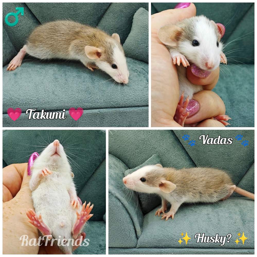 Fancy rat Owned by other Rattus norvegicus 