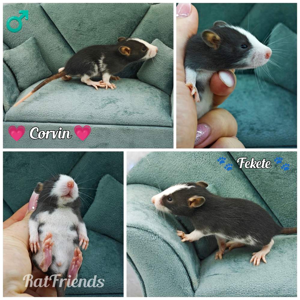 Fancy rat Available for rehoming Rattus norvegicus 