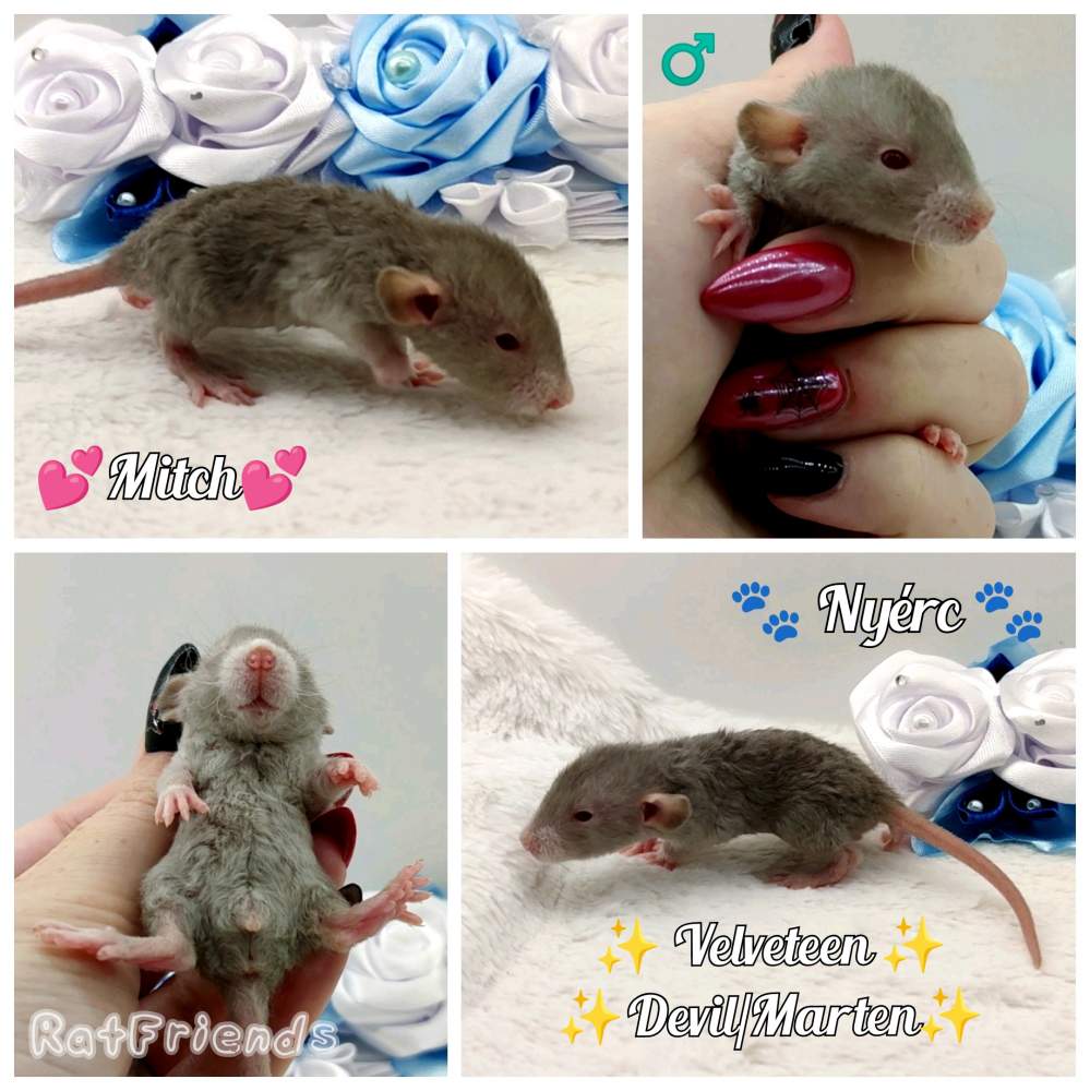 Fancy rat Owned by other Rattus norvegicus 