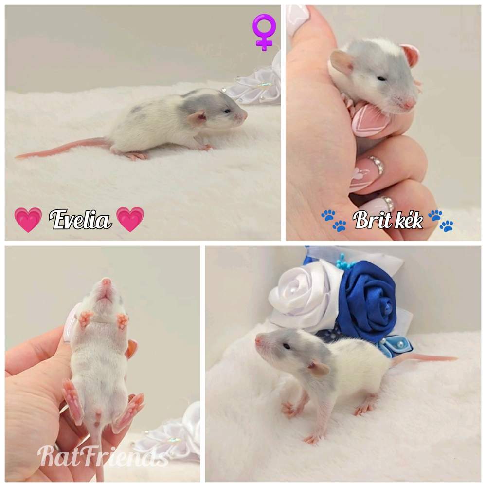 Fancy rat Owned by other Rattus norvegicus 