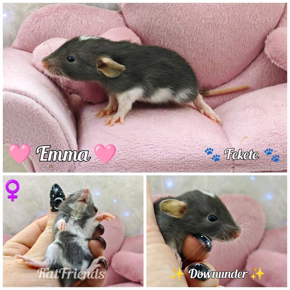 Fancy rat Rehomed Rattus norvegicus 