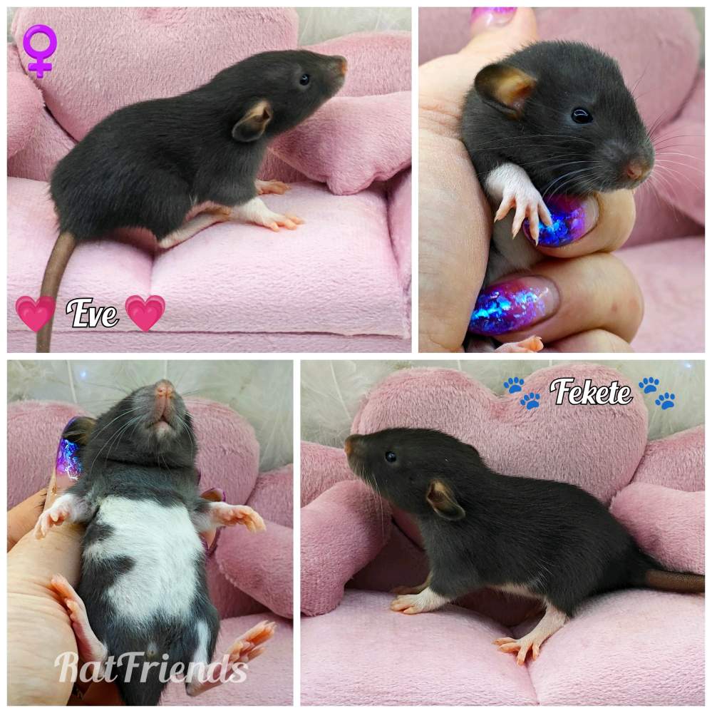 Fancy rat Owned by other Rattus norvegicus 