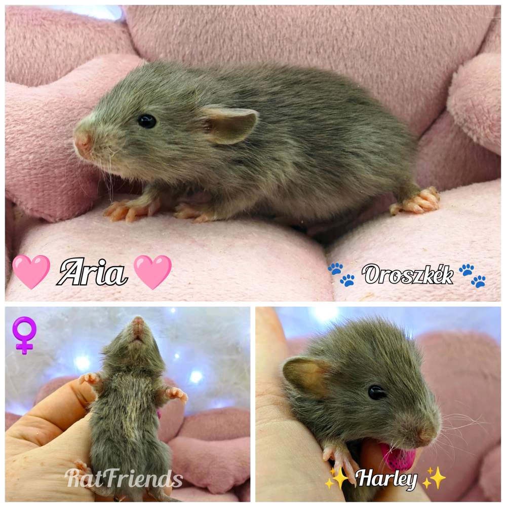 Fancy rat Rehomed Rattus norvegicus 