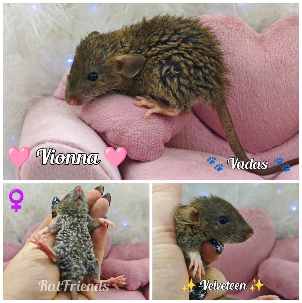 Fancy rat Available for rehoming Rattus norvegicus 