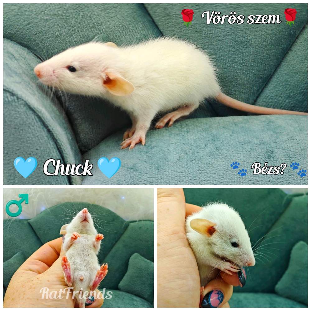 Fancy rat Available for rehoming Rattus norvegicus 