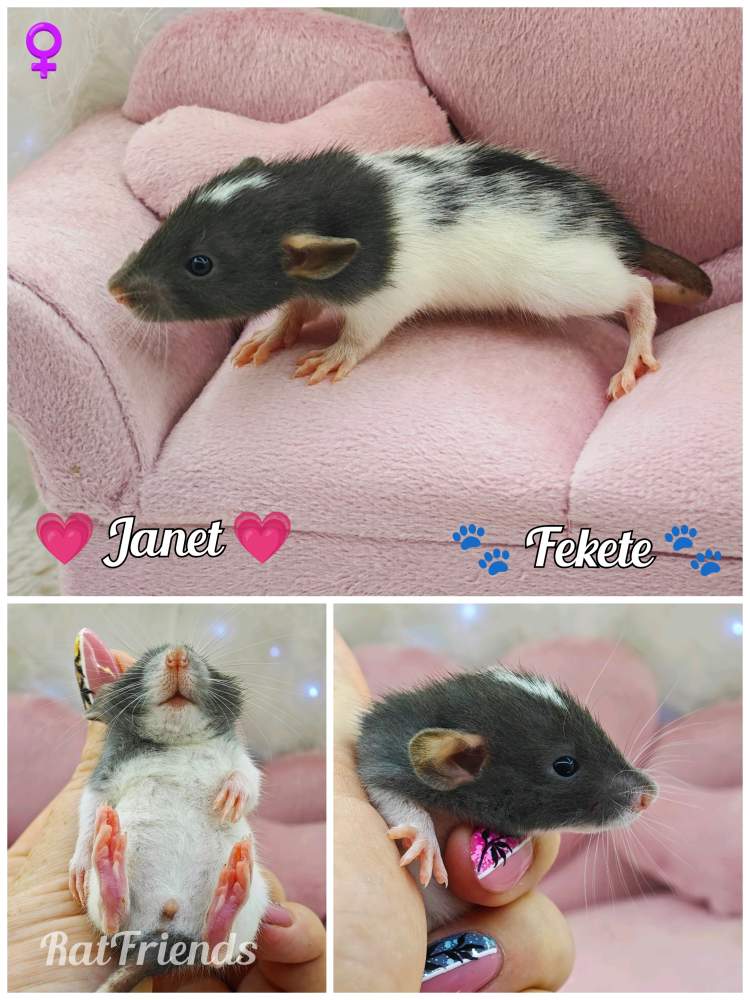 Fancy rat Available for rehoming Rattus norvegicus 