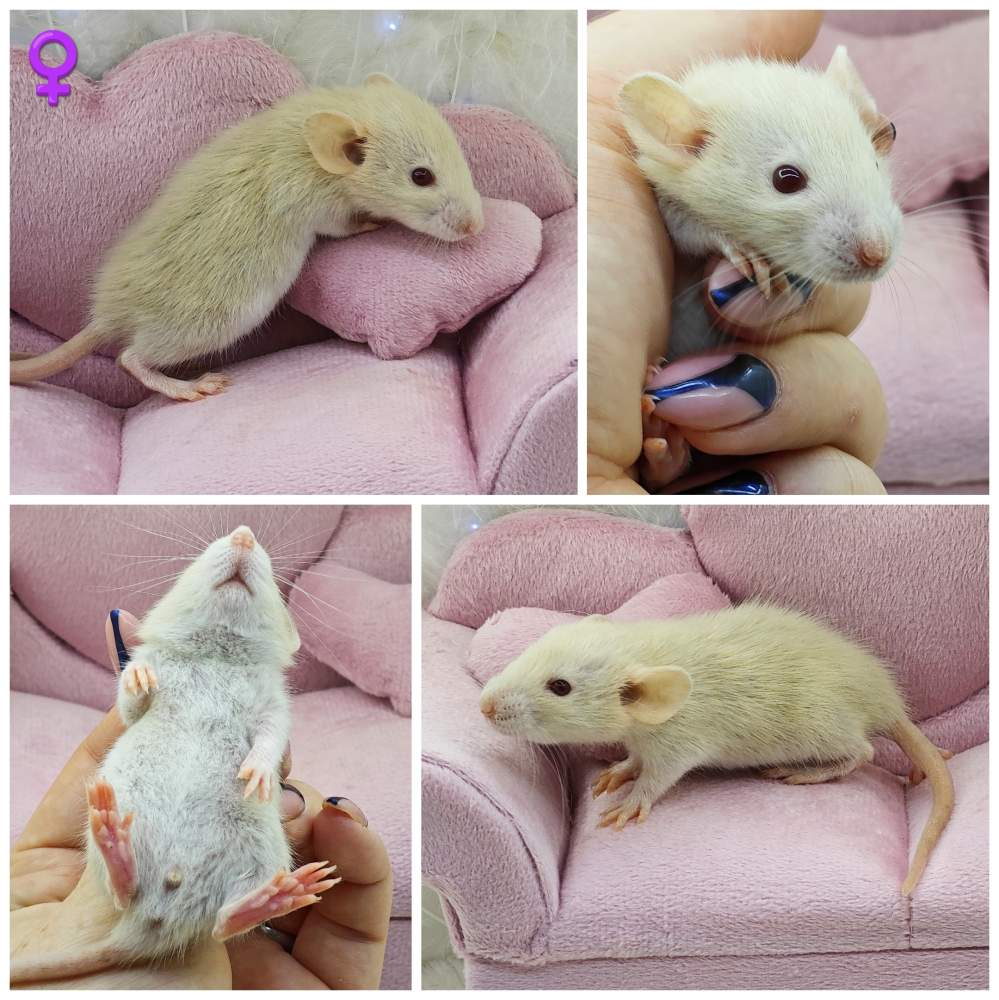 Fancy rat Breeder Rattus norvegicus 