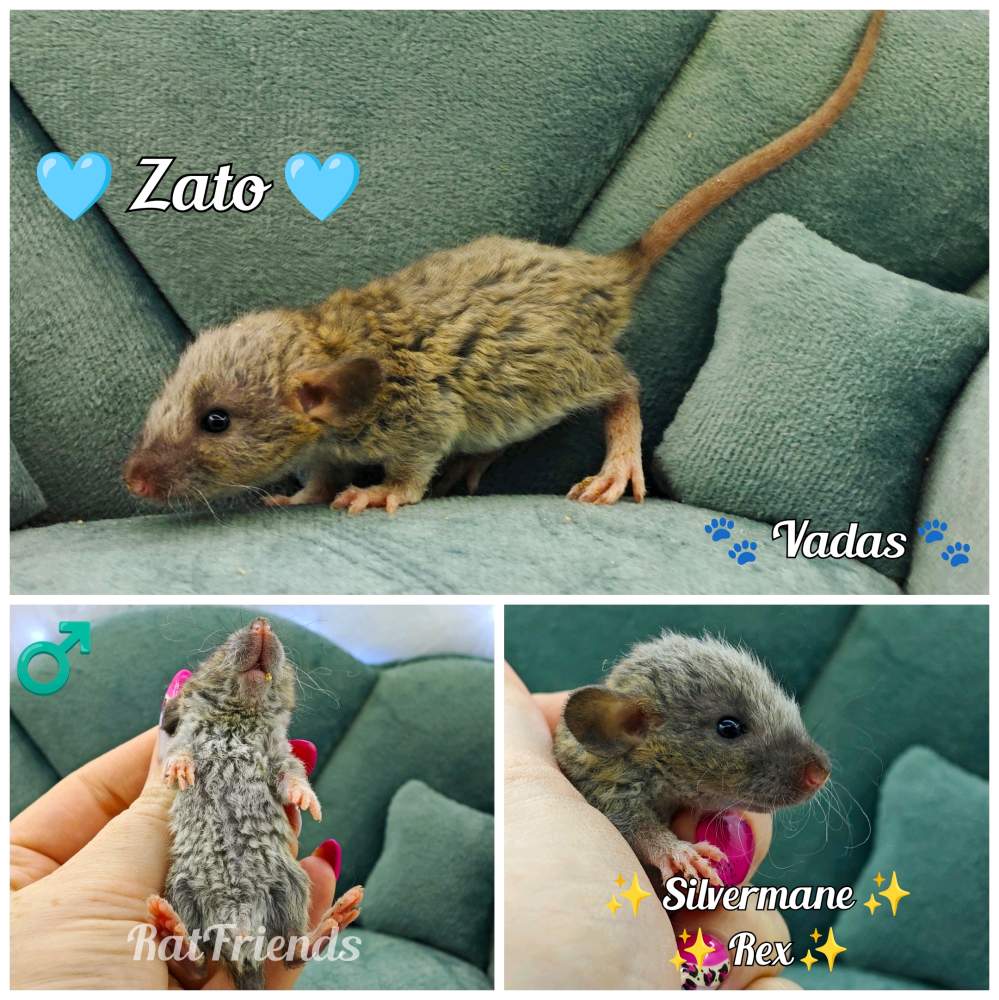 Fancy rat Rehomed Rattus norvegicus 