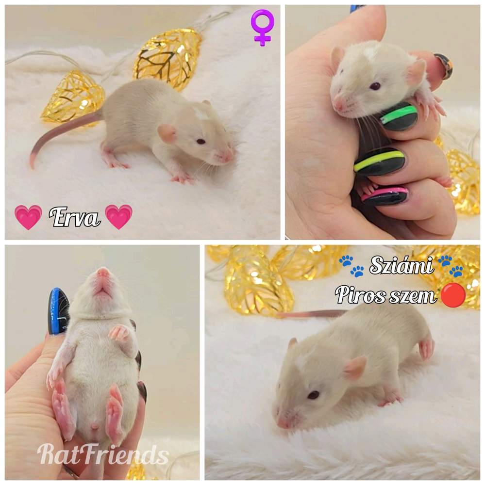 Fancy rat Owned by other Rattus norvegicus 