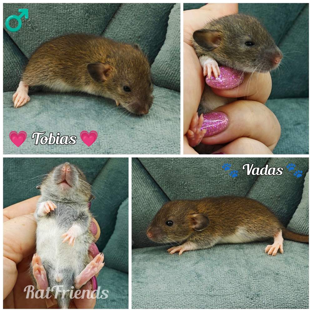 Fancy rat Owned by other Rattus norvegicus 