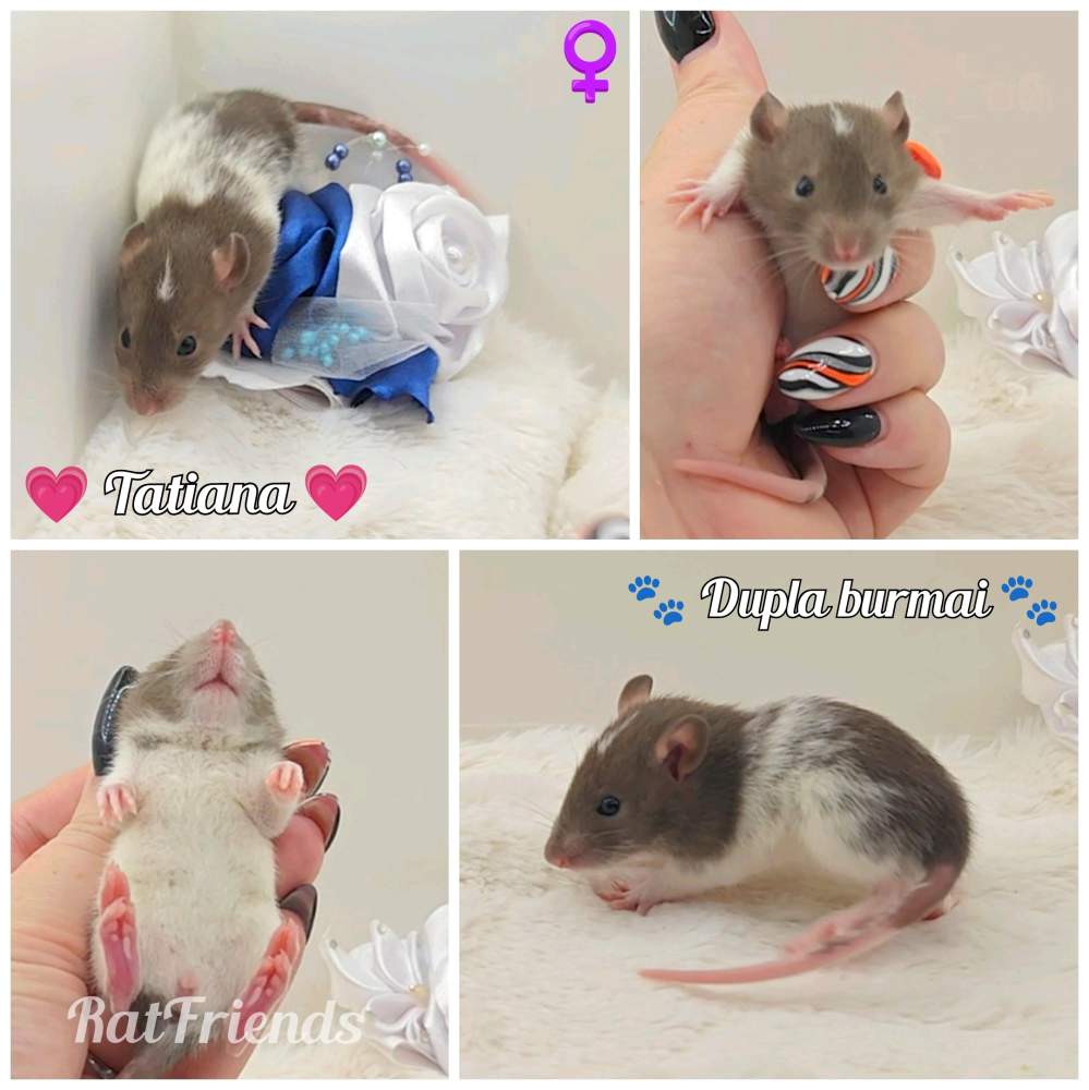 Fancy rat Breeder Rattus norvegicus 