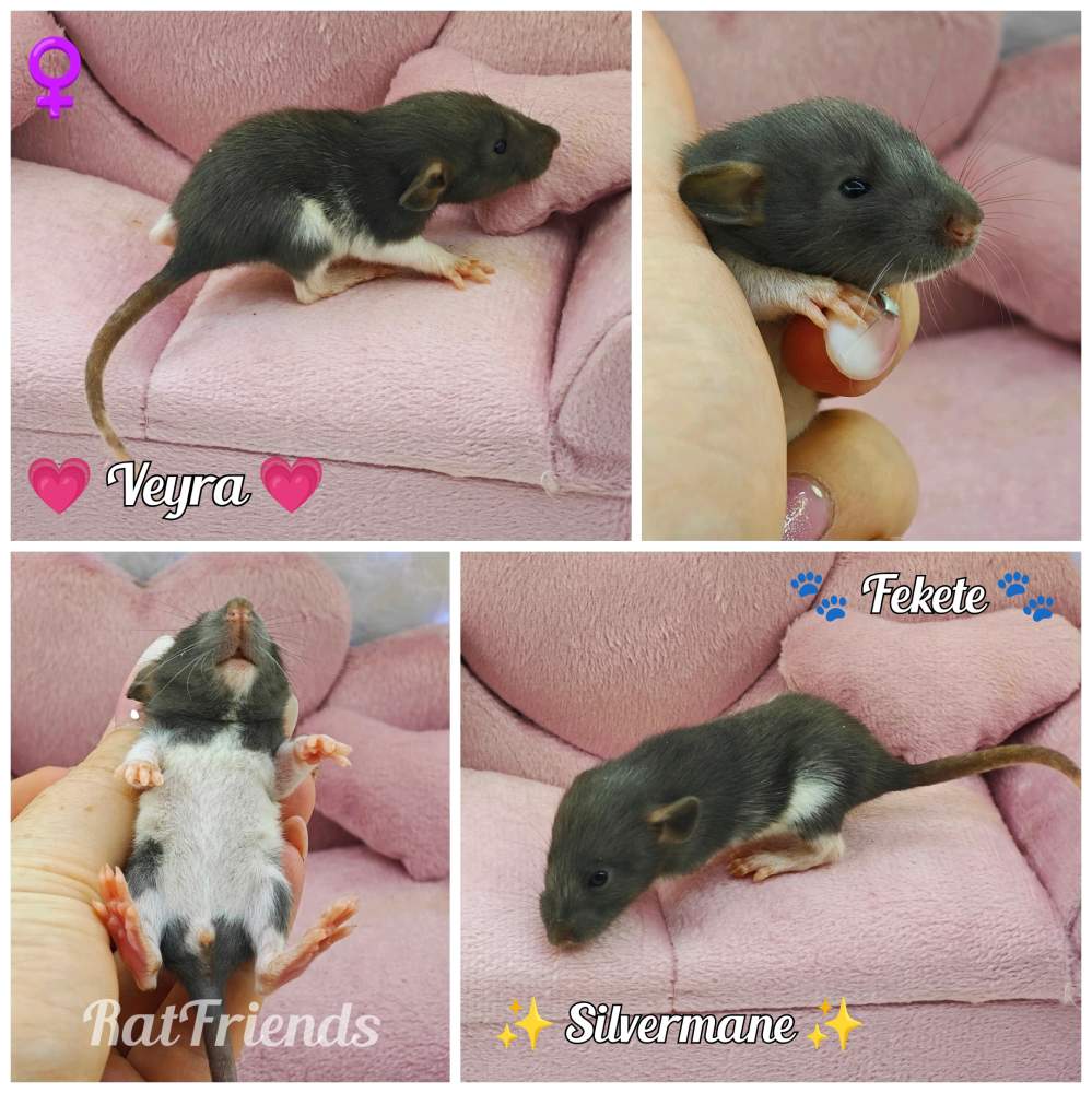 Fancy rat Breeder Rattus norvegicus 