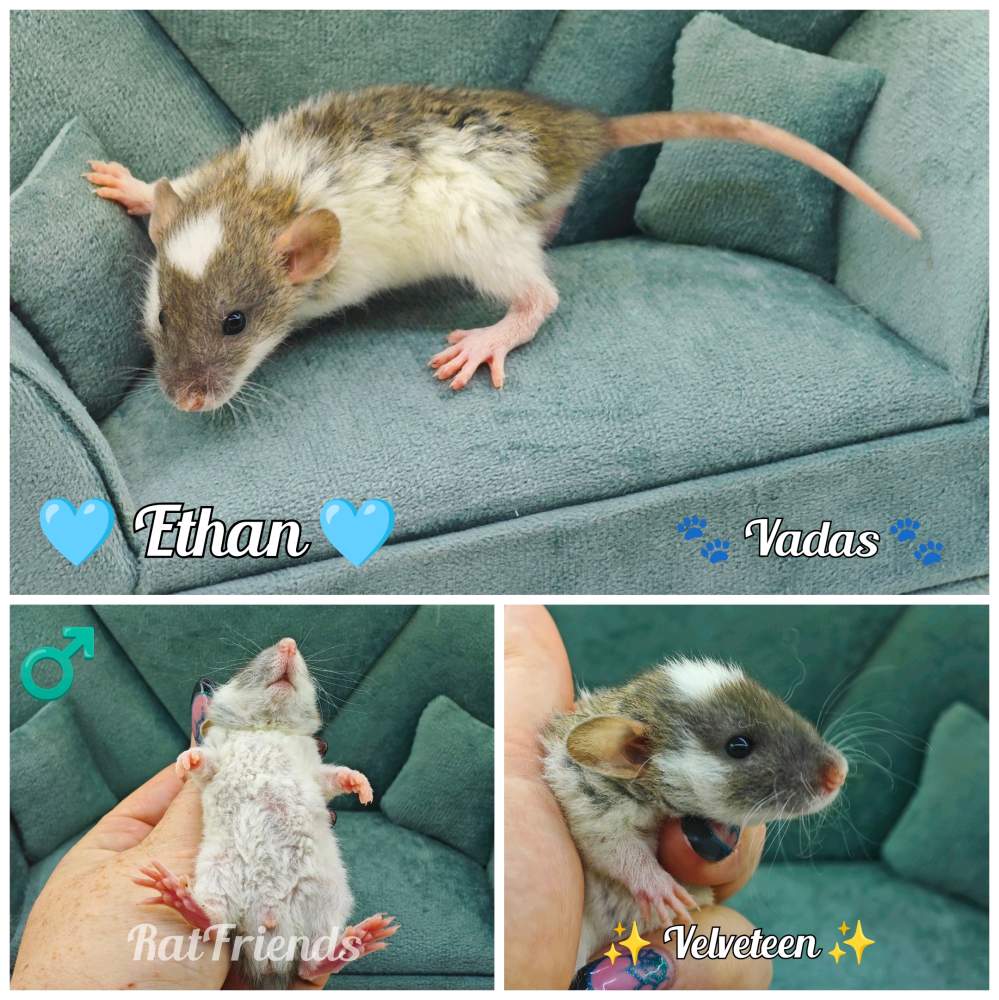 Fancy rat Available for rehoming Rattus norvegicus 