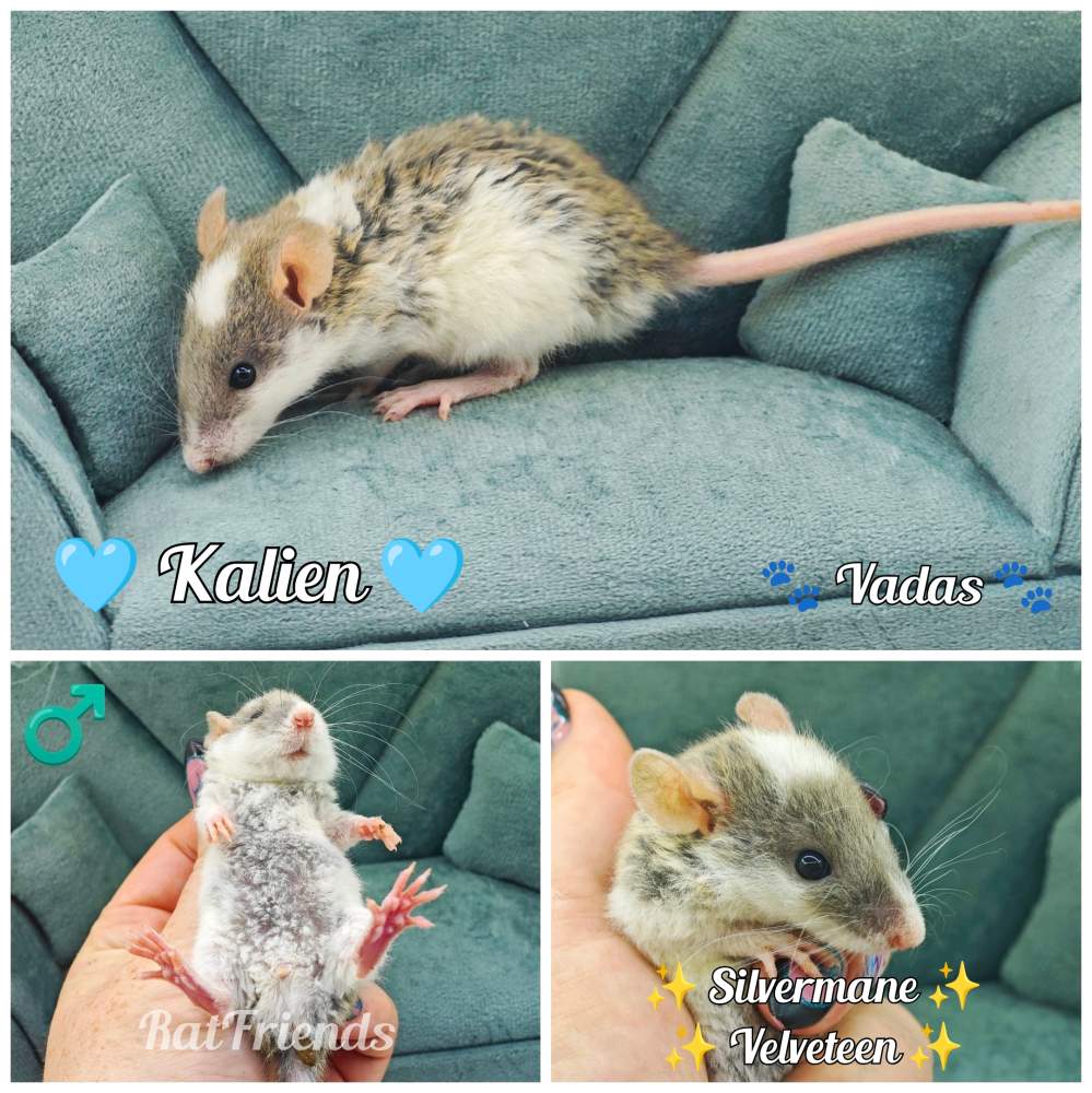 Fancy rat Available for rehoming Rattus norvegicus 