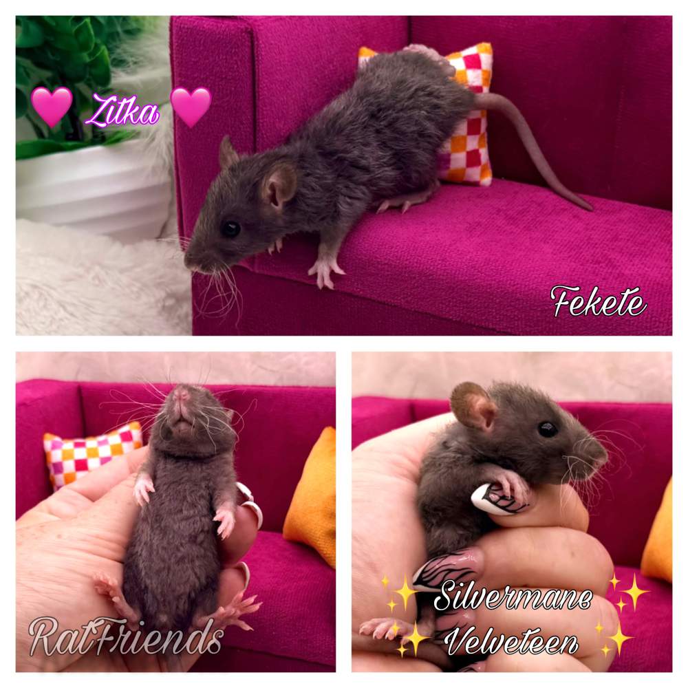 Fancy rat Available for rehoming Rattus norvegicus 