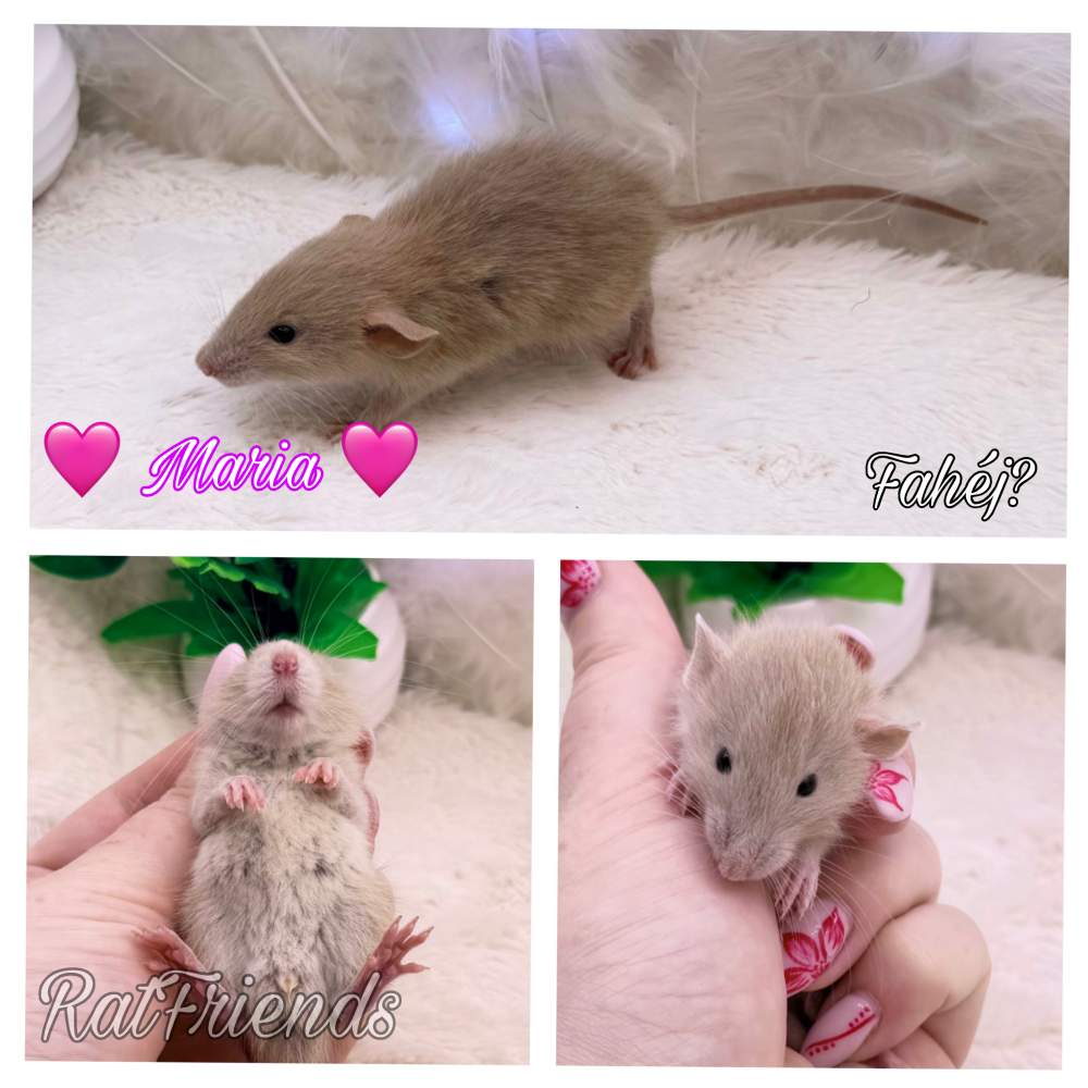 Fancy rat Available for rehoming Rattus norvegicus 