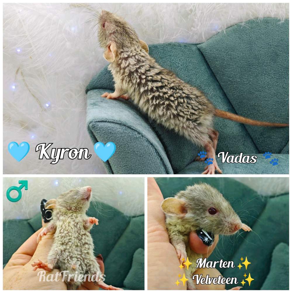 Fancy rat Available for rehoming Rattus norvegicus 