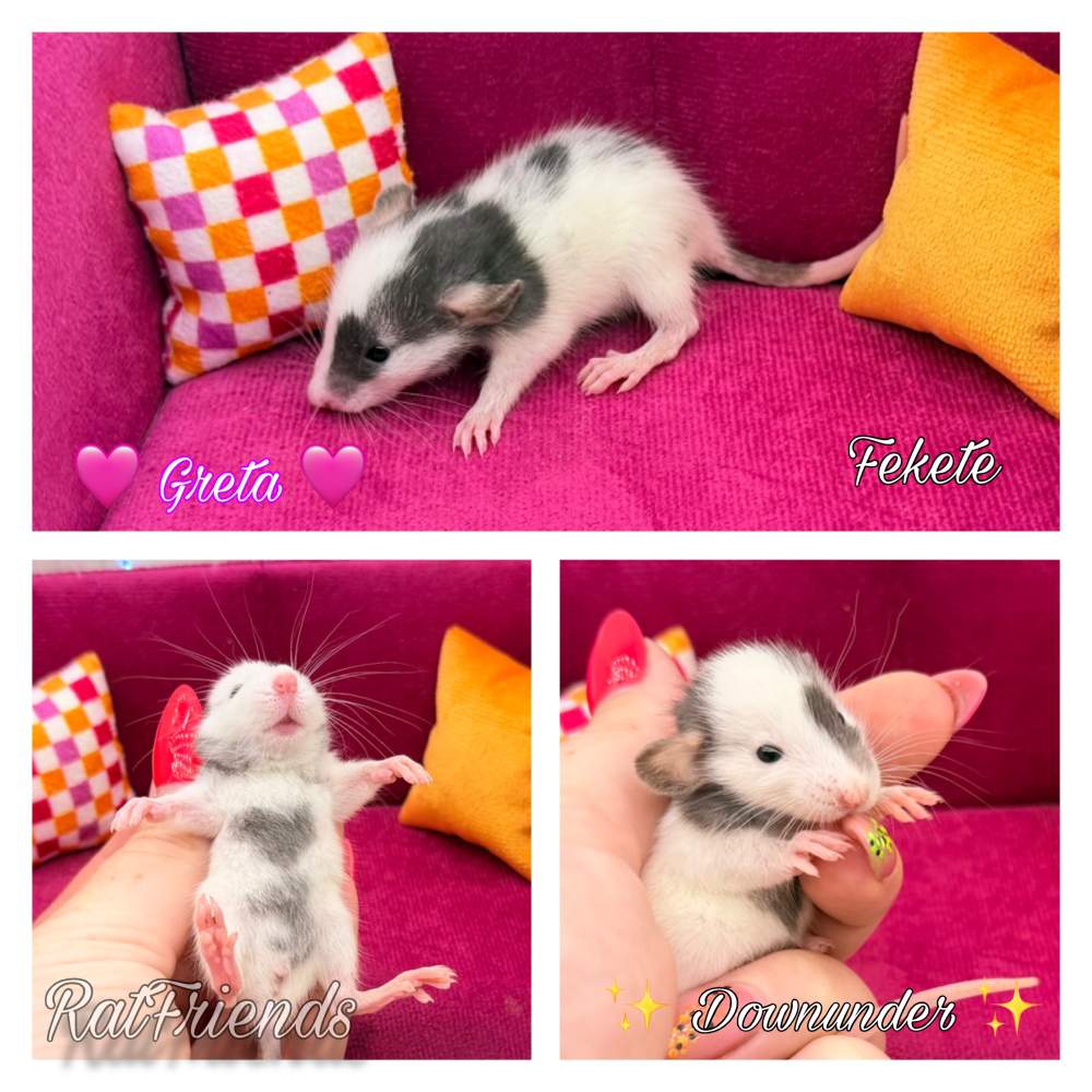 Fancy rat Breeder Rattus norvegicus 