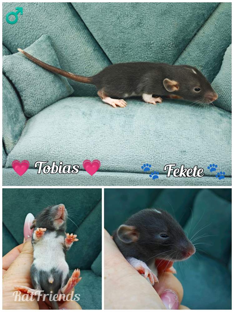 Fancy rat Owned by other Rattus norvegicus 