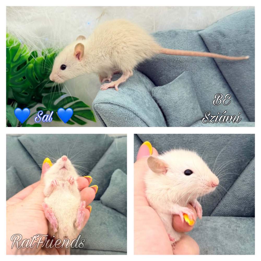 Fancy rat Available for rehoming Rattus norvegicus 