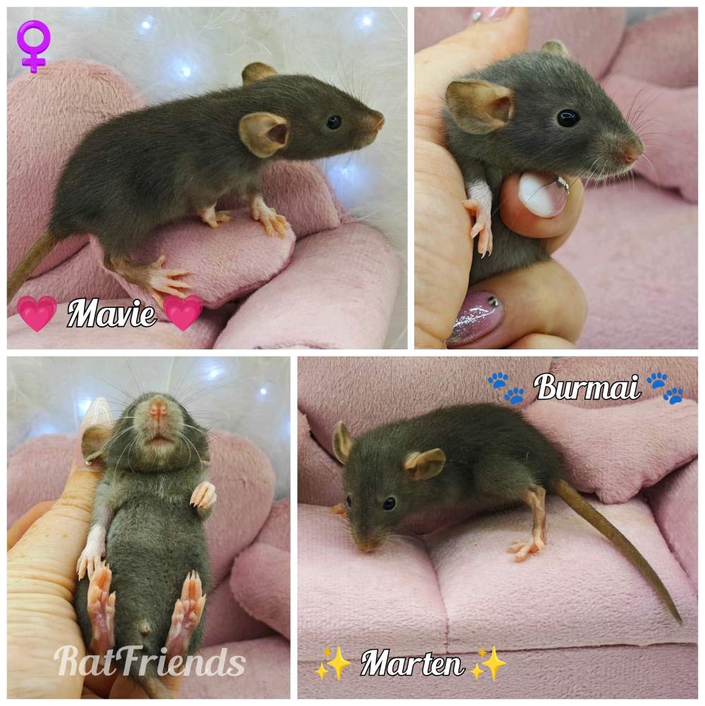 Fancy rat Available for rehoming Rattus norvegicus 