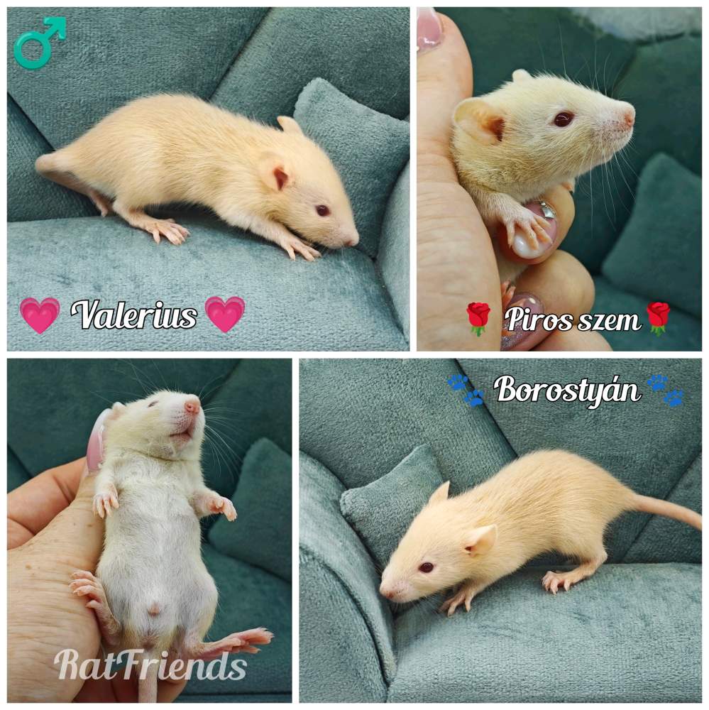 Fancy rat Owned by other Rattus norvegicus 