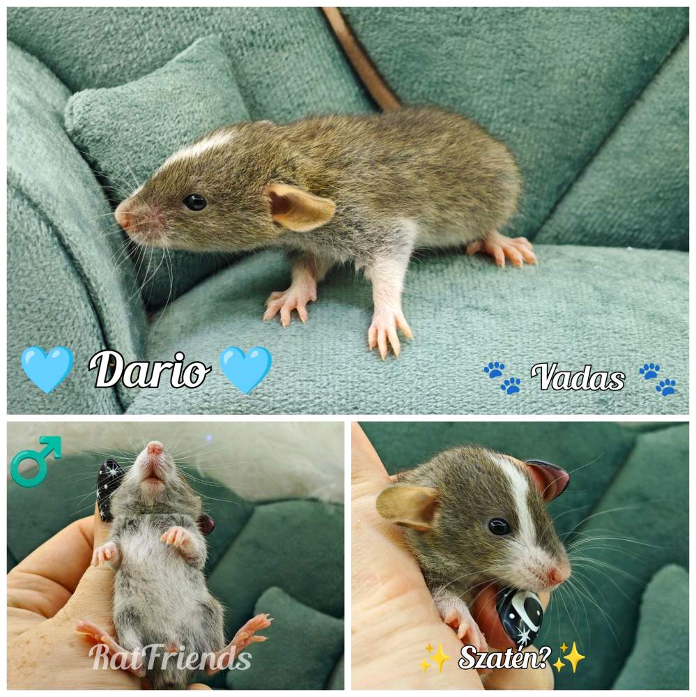 Fancy rat Available for rehoming Rattus norvegicus 