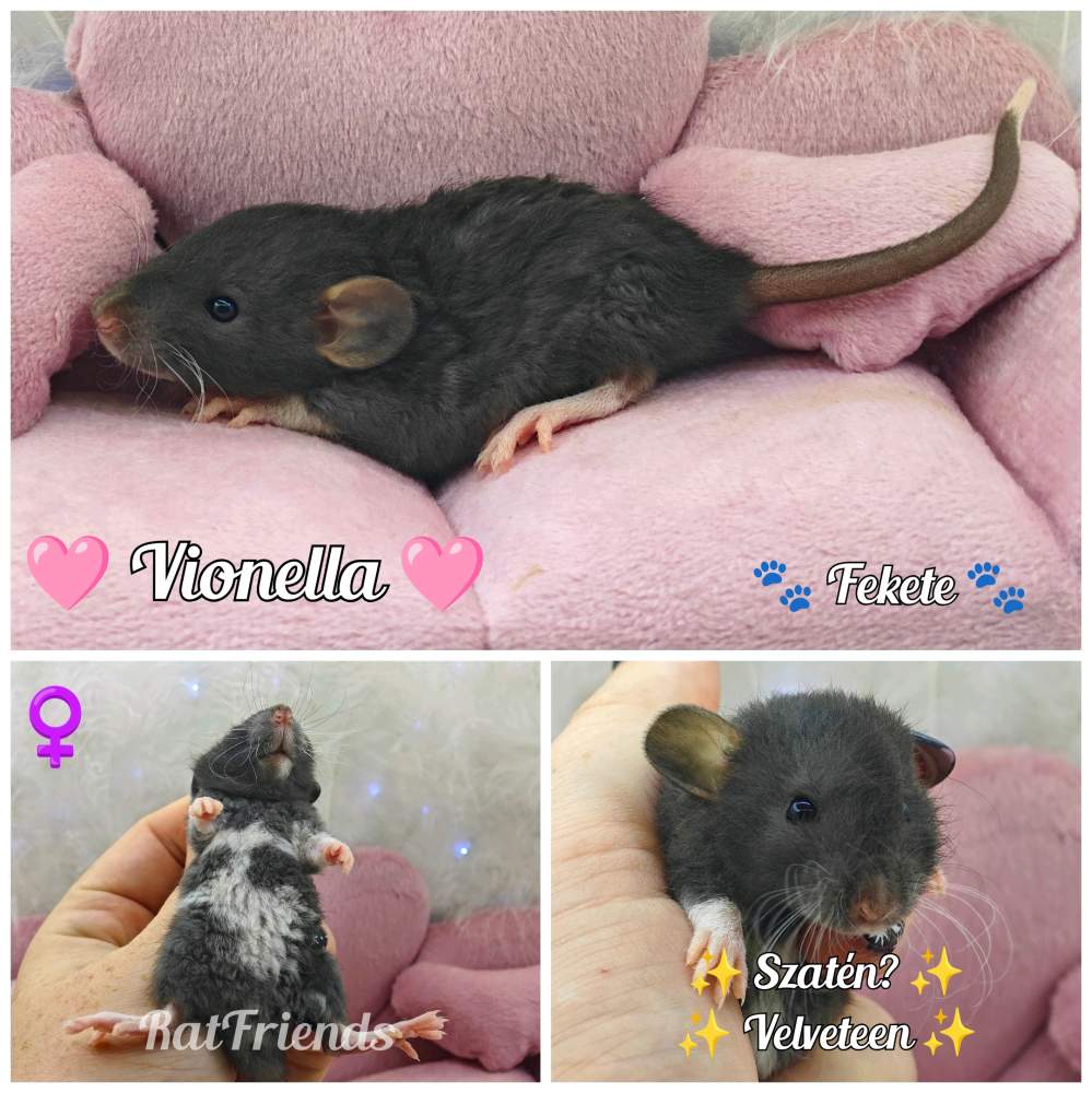 Fancy rat Breeder Rattus norvegicus 