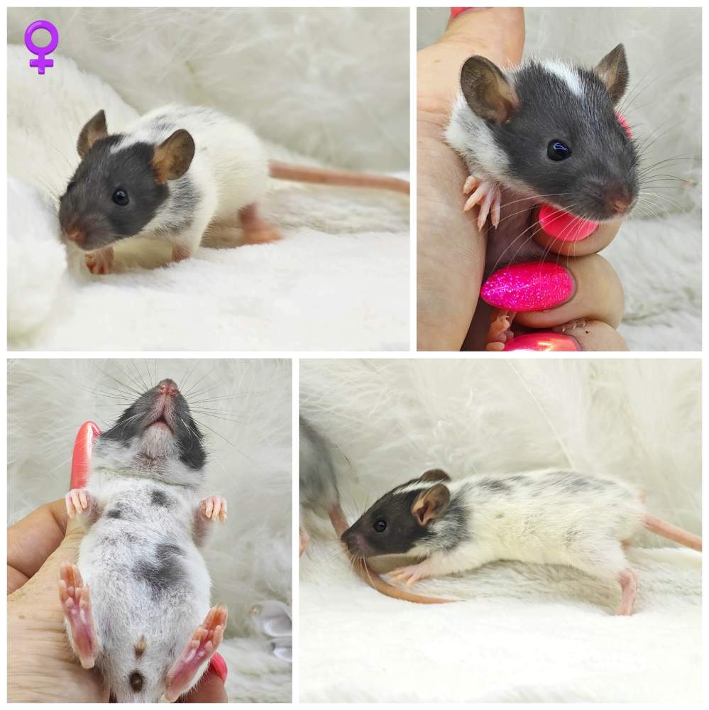 Fancy rat Owned by other Rattus norvegicus 
