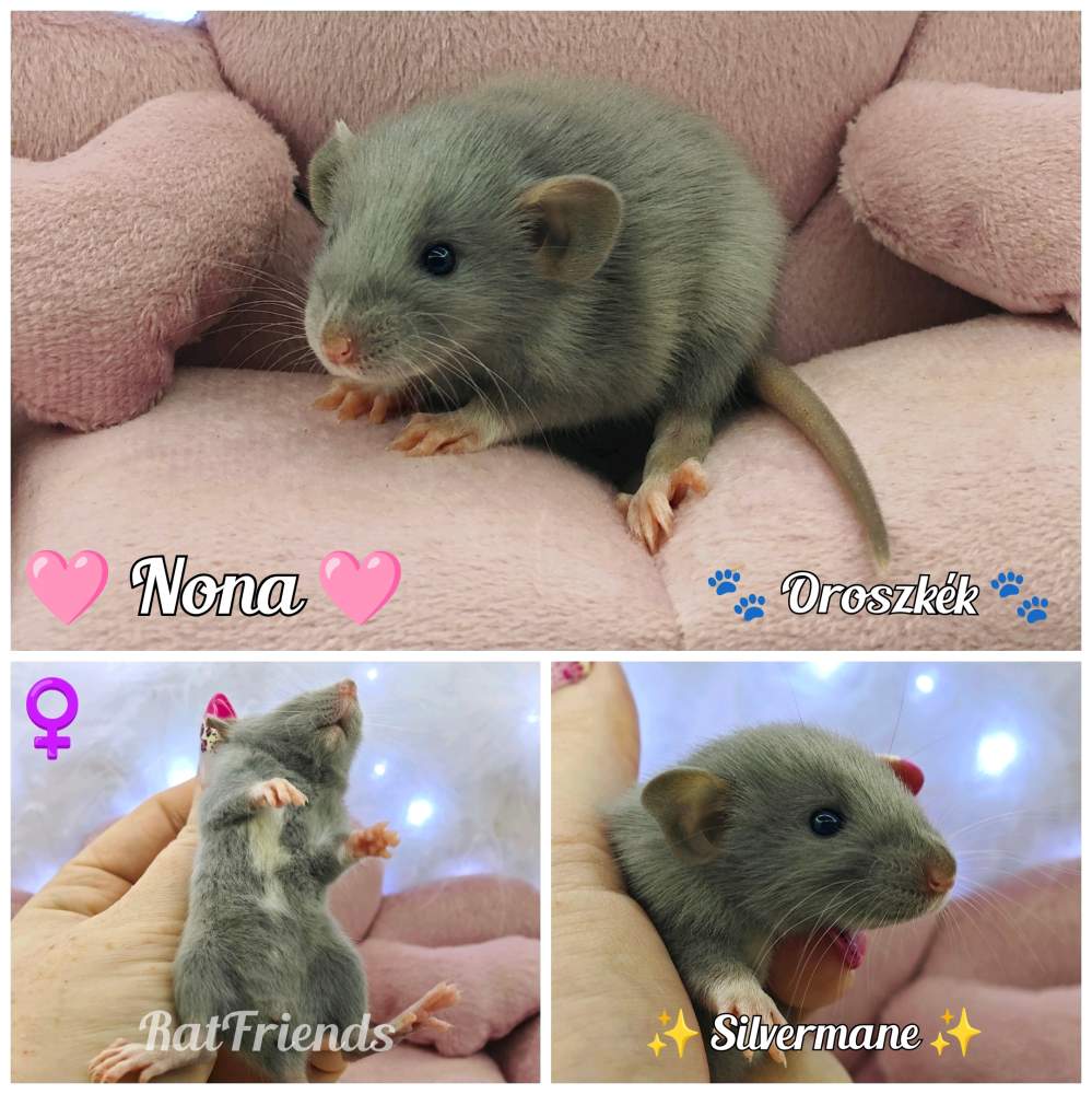 Fancy rat Available for rehoming Rattus norvegicus 