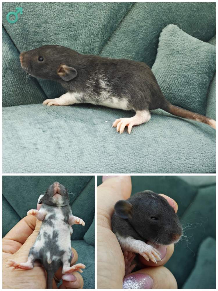 Fancy rat Breeder Rattus norvegicus 
