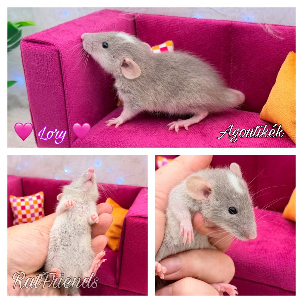 Fancy rat Available for rehoming Rattus norvegicus 