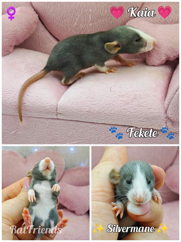 Fancy rat Breeder Rattus norvegicus 