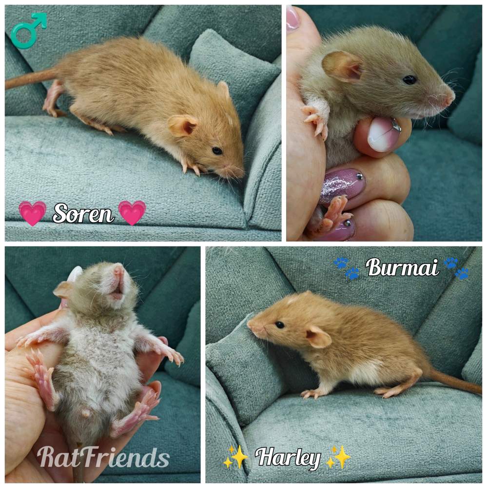 Fancy rat Pet only Rattus norvegicus 