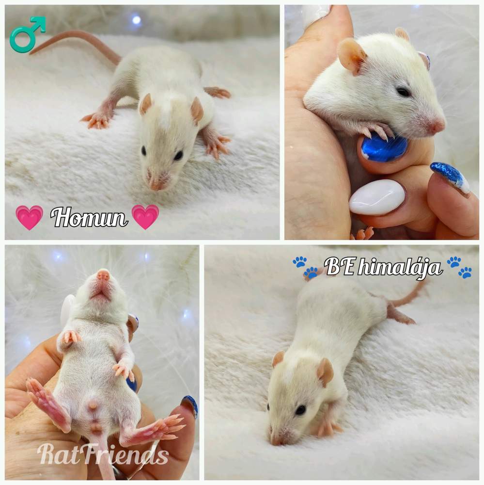 Fancy rat Owned by other Rattus norvegicus 