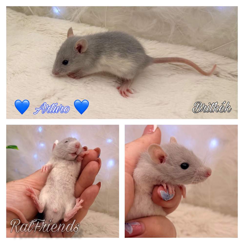 Fancy rat Available for rehoming Rattus norvegicus 