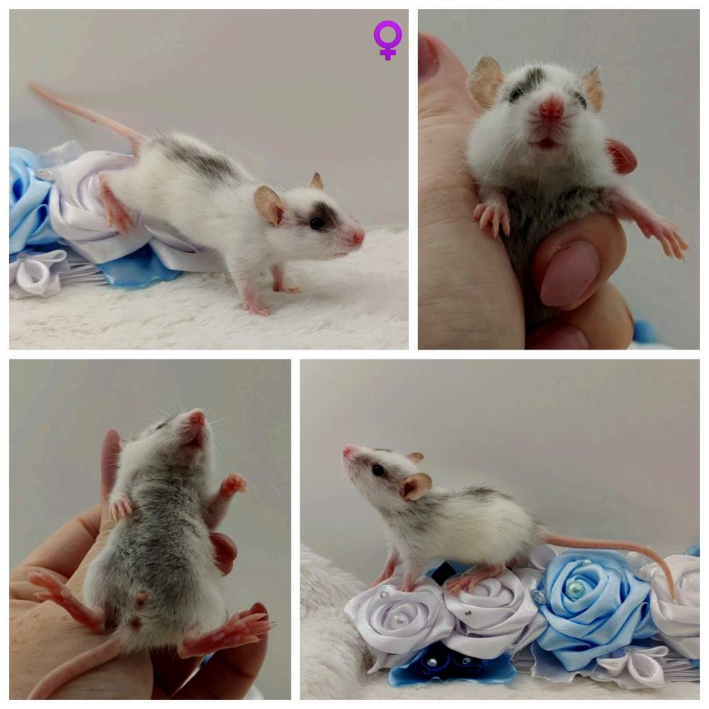 Fancy rat Owned by other Rattus norvegicus 