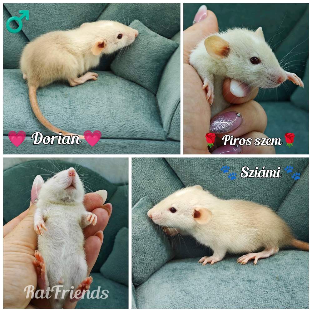 Fancy rat Available for rehoming Rattus norvegicus 