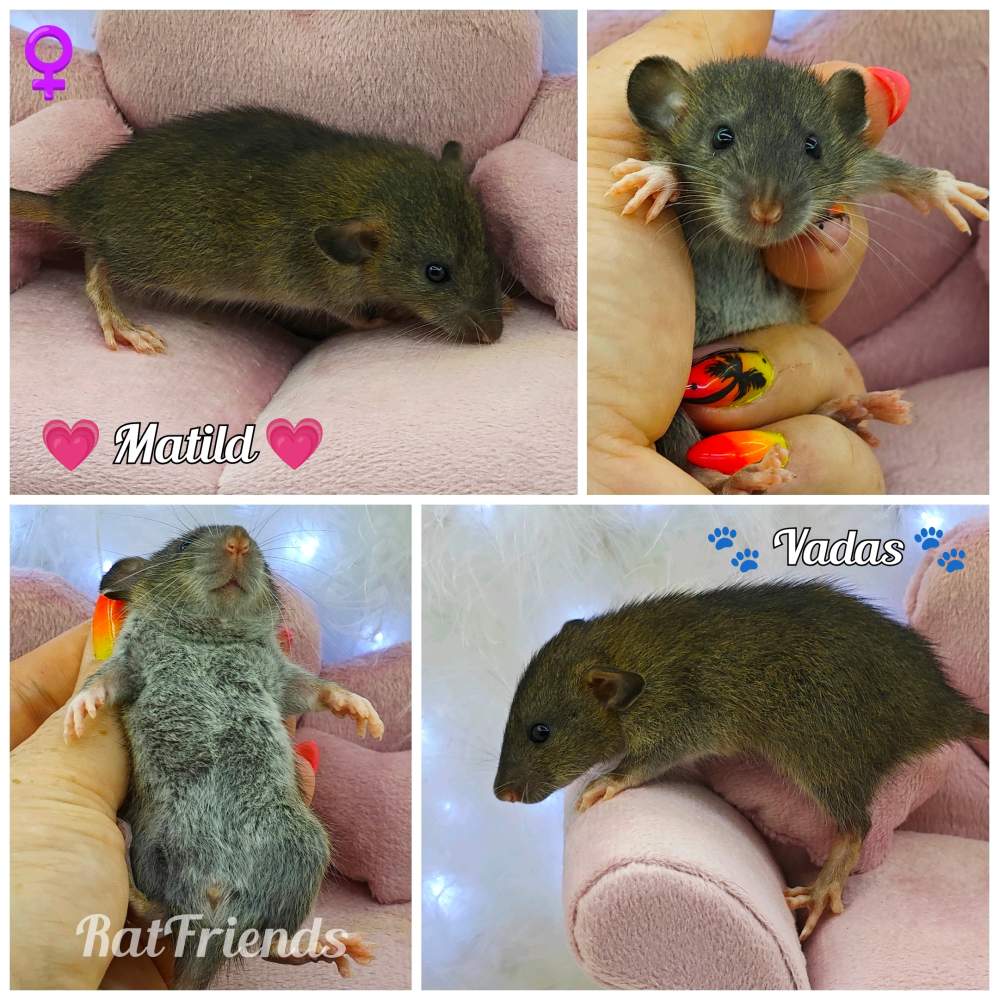 Fancy rat Available for rehoming Rattus norvegicus 