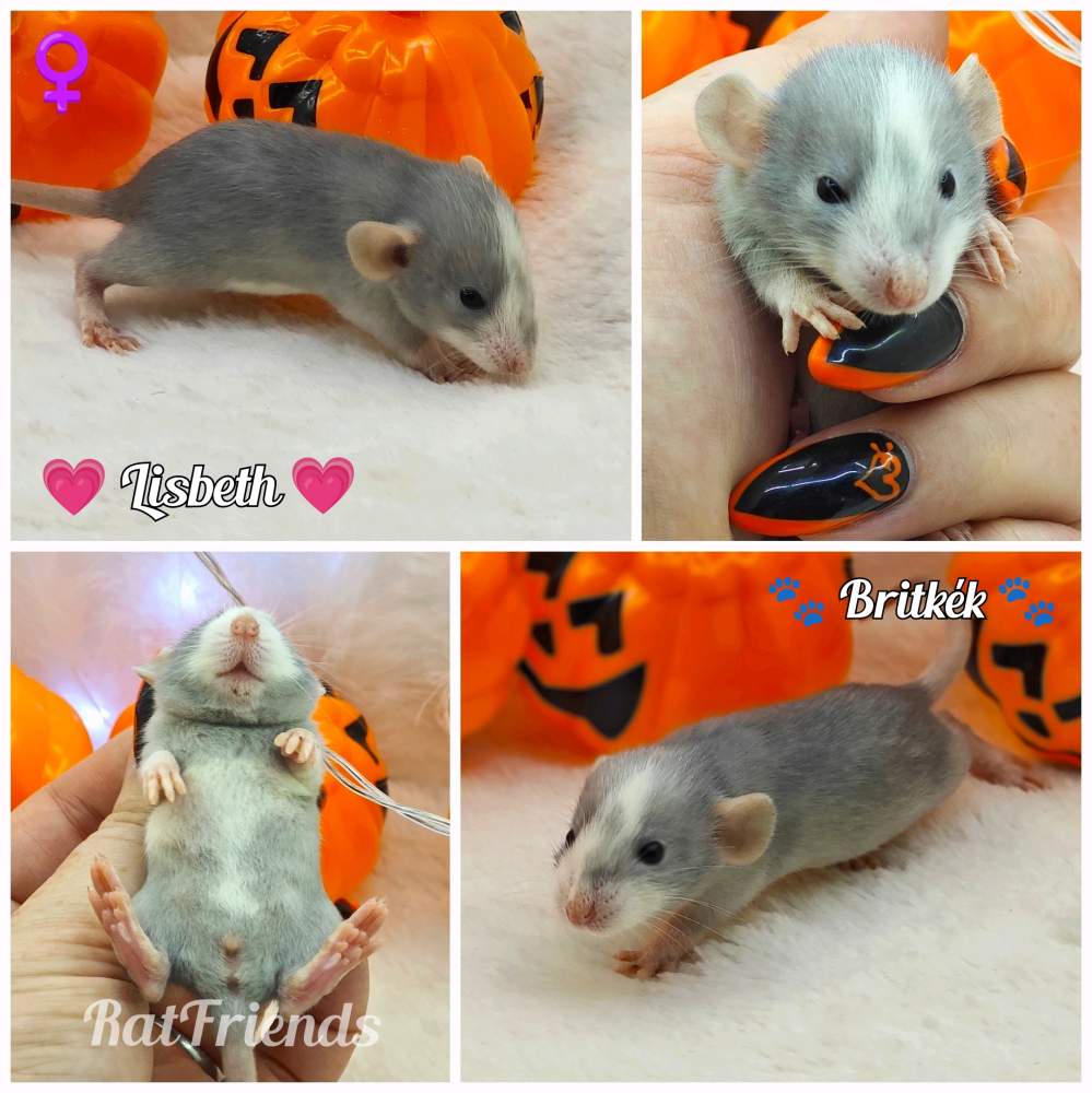 Fancy rat Owned by other Rattus norvegicus 