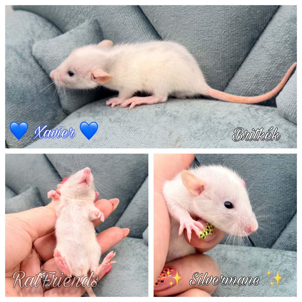 Fancy rat Breeder Rattus norvegicus 