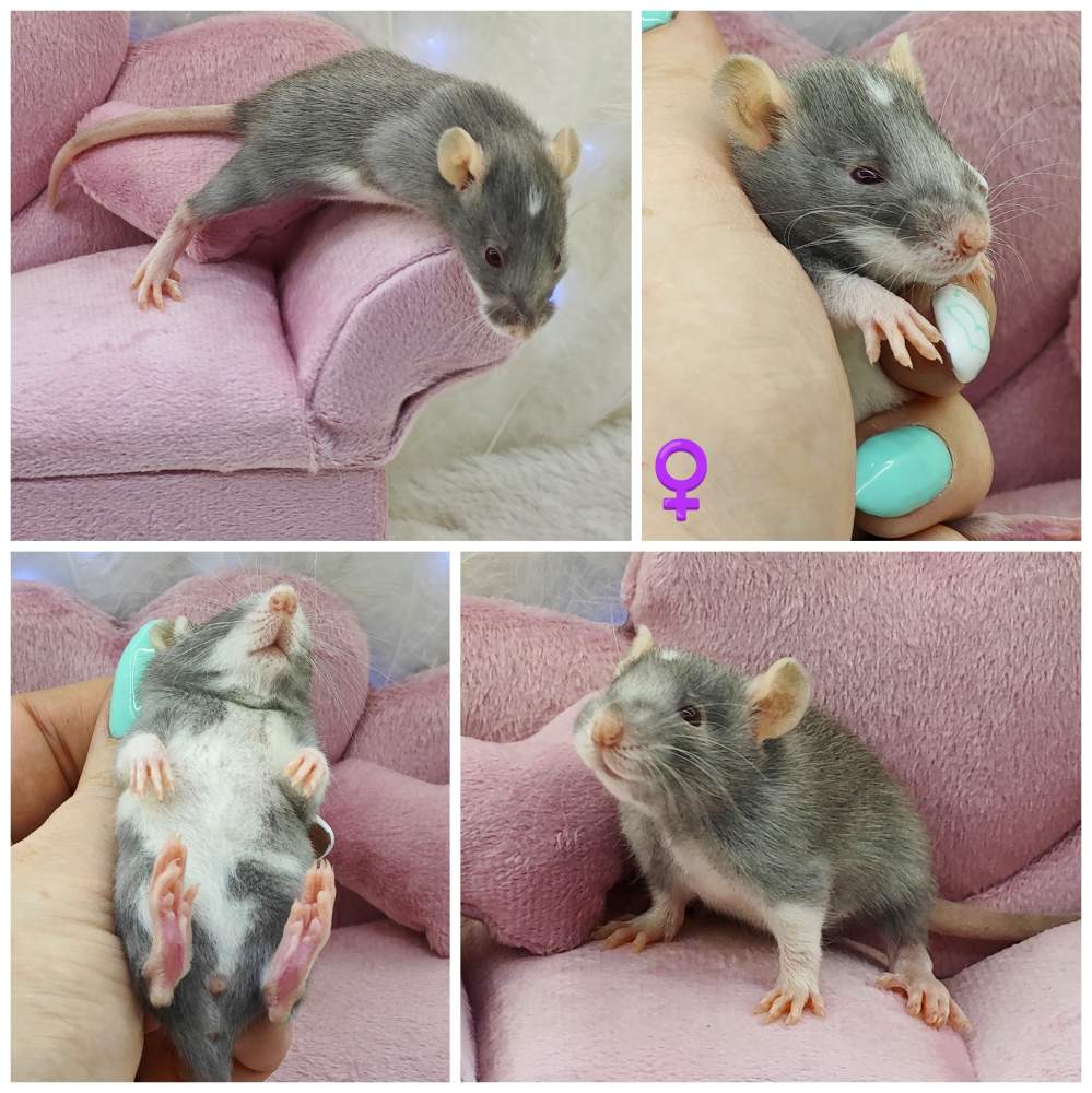 Fancy rat Breeder Rattus norvegicus 